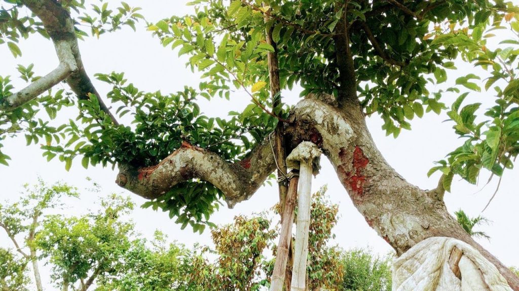 Tìm hiểu ý nghĩa phong thủy của cây chay – Tại sao nên trông cây chay trong vườn nhà?